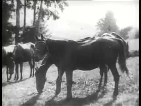 Nosferatu 1922 Full Movie